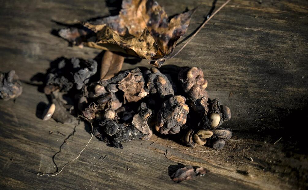 Excrementos de un pájaro Jacu en la plantación de café Camocim en Domingos Martins, estado de Espírito Santo, Brasi. Foto: AFP