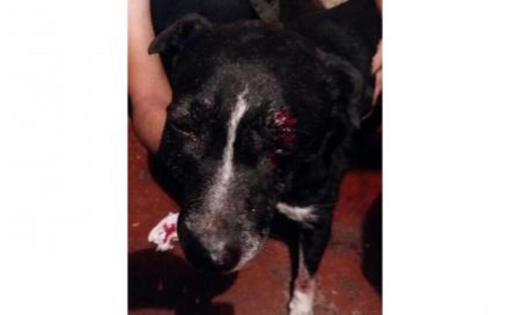 Vinculan a proceso a policía acusado de dispararle a un perro