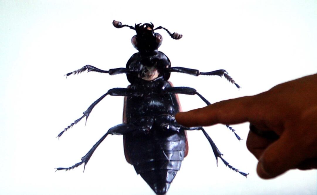 Se conocen algunas especies comunes, como las moscas caseras, aunque de otros se ignora el nombre y taxonomía porque la aplicación de la entomología forense es inédita. FOTO: Archivo/ EL UNIVERSAL