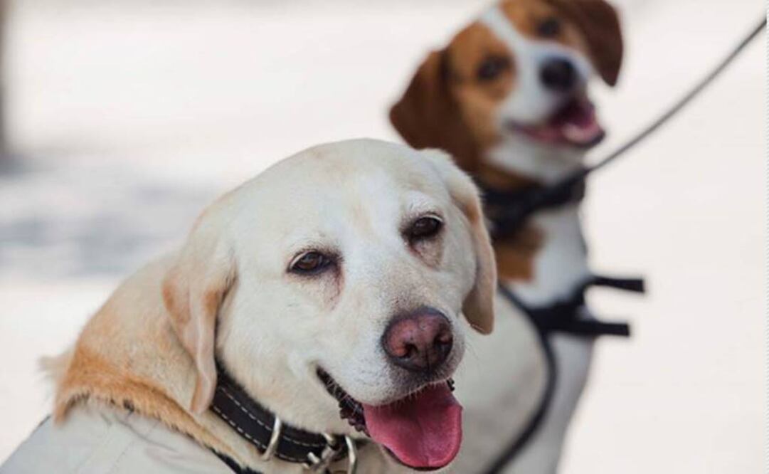 Los perros son conocidos por ser excelentes lectores de lenguaje corporal humano en múltiples situaciones. Foto: Archivo