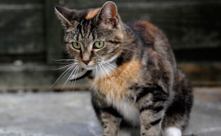 Hombre muere por rabia al ser mordido por un gato de Marruecos