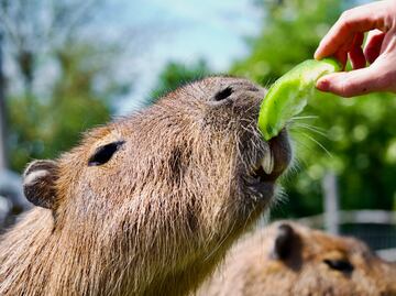 Estos son los lugares en CDMX donde puedes ver capibaras