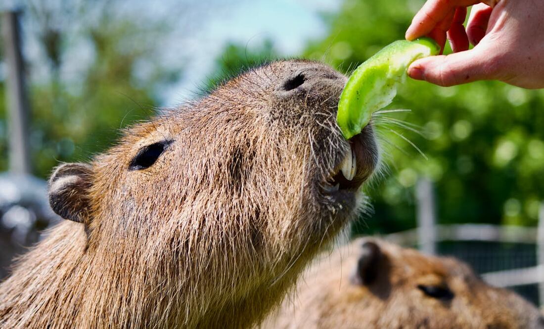 Descubre estos sitios con preservación de capibaras en la CDMX. Foto: Pexels