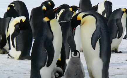 ¿Irías a la Antártida, sin internet ni luz, a contar pingüinos? ONG te pagaría 2 mil dólares mensuales