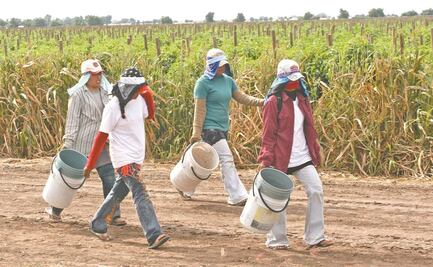 En el limbo, vacunación de jornaleros migrantes