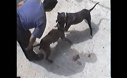 Van contra las peleas de perros