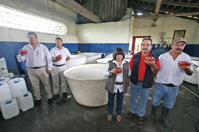 Pulque. Se apoyan en la genética para mejorar al maguey