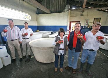 Pulque. Se apoyan en la genética para mejorar al maguey