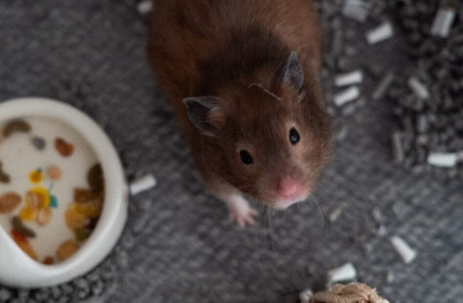 "Nadie me quitará a mi hámster para sacrificarlo": lanzan en Hong Kong misión de rescate tras medida por Covid