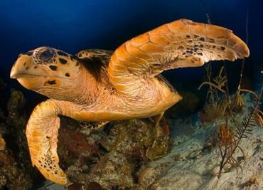 Sólo habría tortugas hembra por el calentamiento global