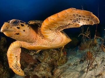 Sólo habría tortugas hembra por el calentamiento global