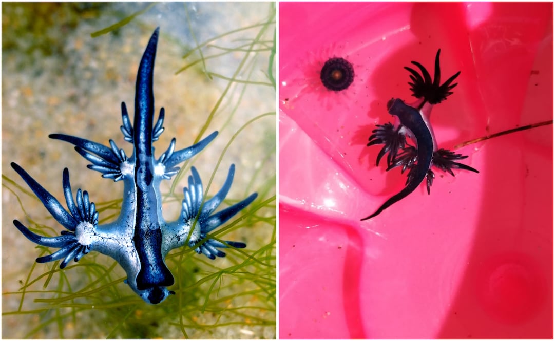 Dragón azul aparece en playas de Colima; ¿qué es esta especie y por qué causó furor? Foto: Facebook / Canva