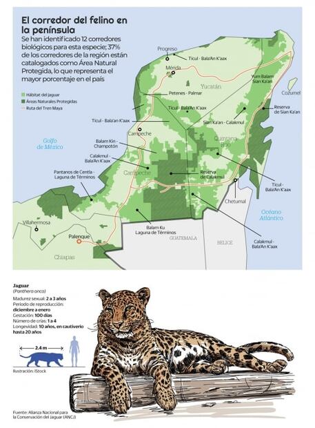 Acuíferos y jaguares en peligro por el Tren Maya
