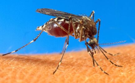 Aumentan casos de dengue y chikungunya en Guerrero