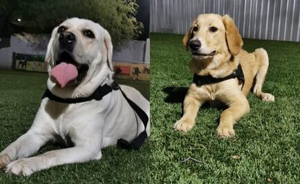 Mexico trains sniffer dogs to detect COVID-19