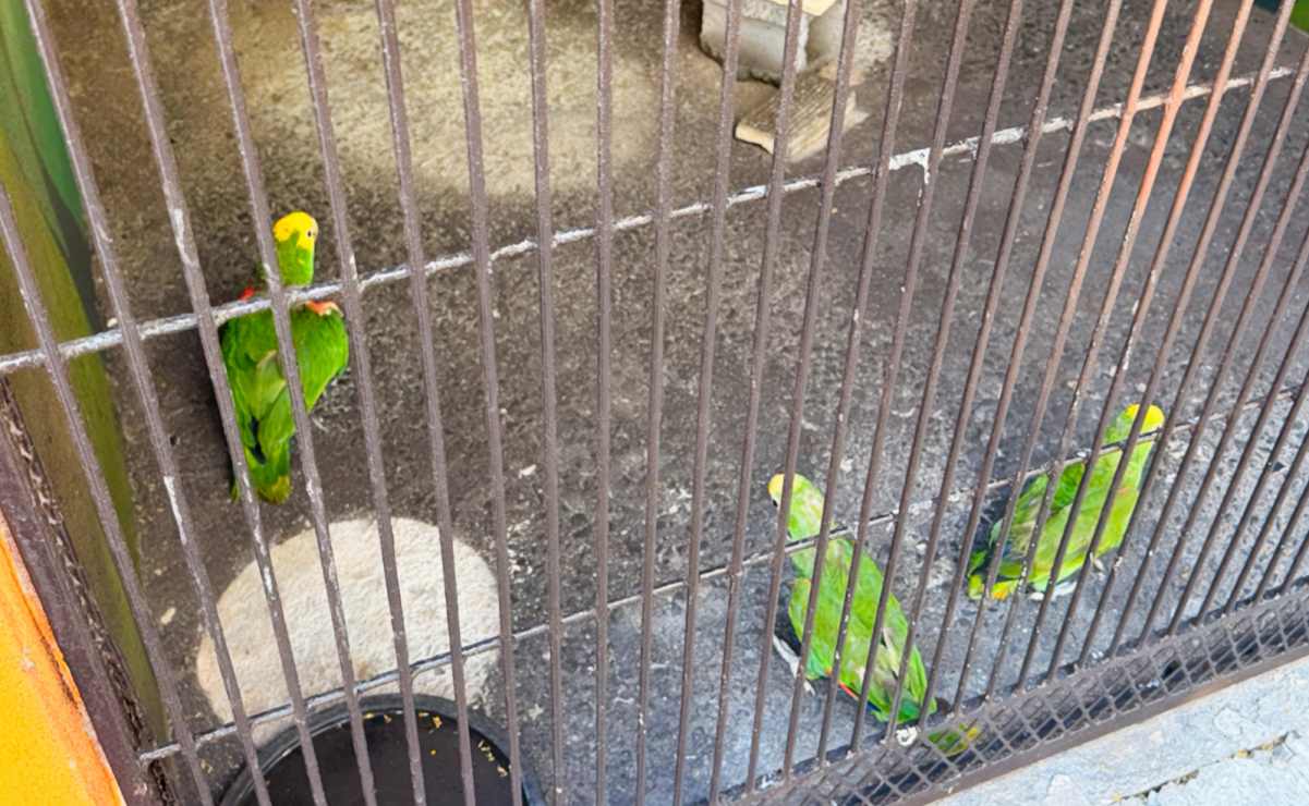 ? Los regresan a México

Estados Unidos devuelve tres loros cabeza amarilla extraídos ilegalmente; esta especie se encuentra en peligro de extinción