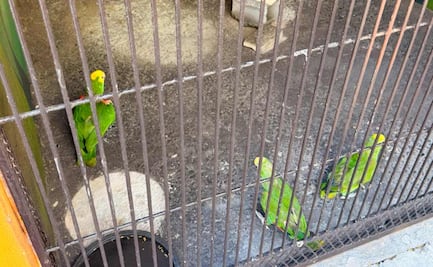 EU devuelve a México tres loros cabeza amarilla extraídos ilegalmente; especie se encuentra en peligro de extinción