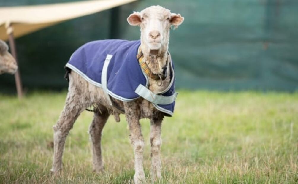 Tras escaparse, localizan a oveja con 35 kilos de lana en un bosque de Australia