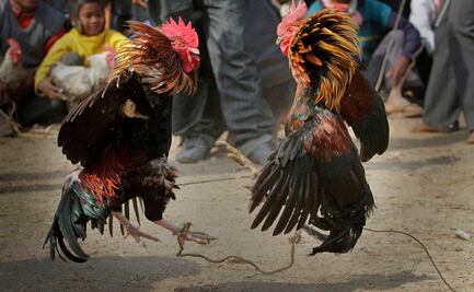 Gallo de pelea mata accidentalmente a su dueño en India