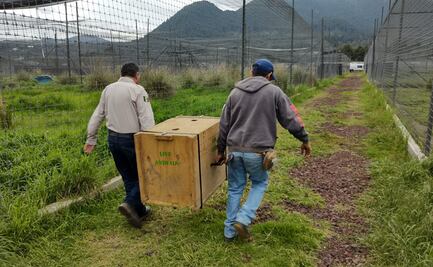 ZooLeón albergará seis felinos rescatados del santuario de animales del Ajusco