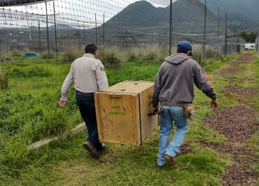 ZooLeón albergará seis felinos rescatados del santuario de animales del Ajusco