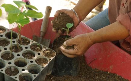 Paquete Económico 2026: Expertos celebran aumentos para el campo; advierten por reducciones para sanidad y educación