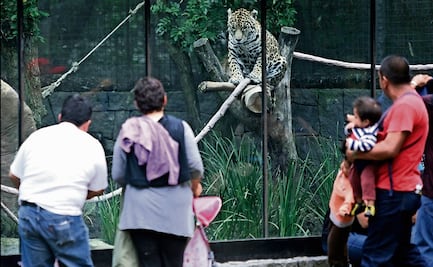 FOTOS: ¡Chapultepec está de fiesta! El considerado “Zoológico Nacional” celebra 102 años
