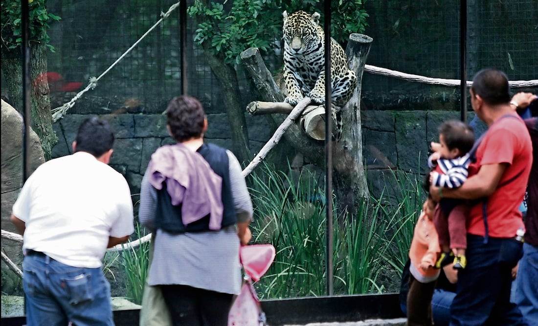 Varias personas observan a un jaguar en el Zoológico de Chapultepec en Julio de 2016. Foto: archivo/EL UNIVERSAL