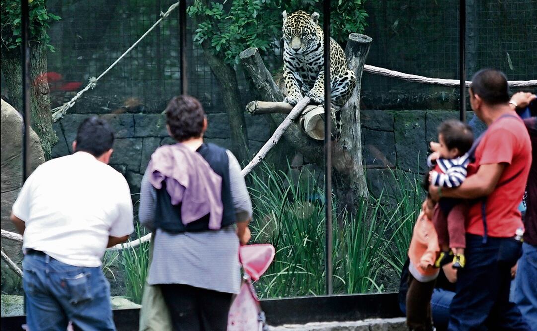 Varias personas observan a un jaguar en el Zoológico de Chapultepec en Julio de 2016. Foto: archivo/EL UNIVERSAL