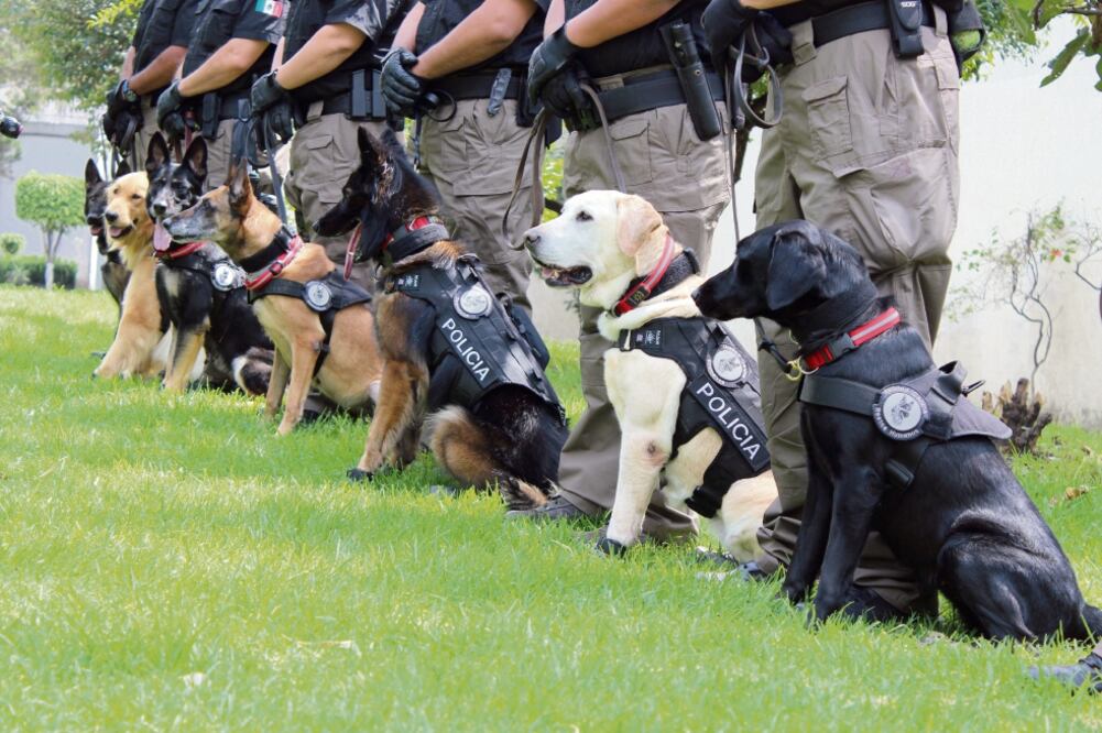De los 35 perros donados por Estados Unidos, 26 fueron entrenados para la detección de narcóticos, debido a que es la mayor demanda de trabajo que tiene la Procuraduría General de la República (CORTESÍA AIC)