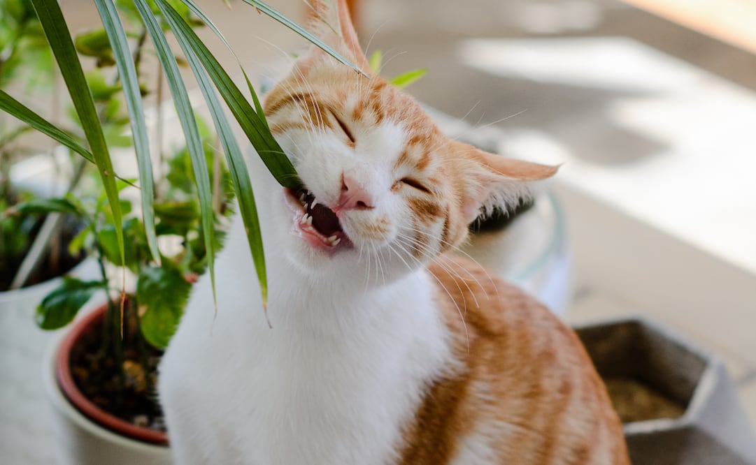 Conoce qué plantas puedes poner en tu hogar si tienes gatos, ya que no representan una amenaza para su salud. Foto: Canva