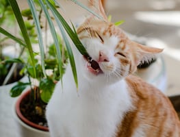 5 plantas seguras para gatos que puede tener en casa: conoce cuáles podrían ponerlos en peligro