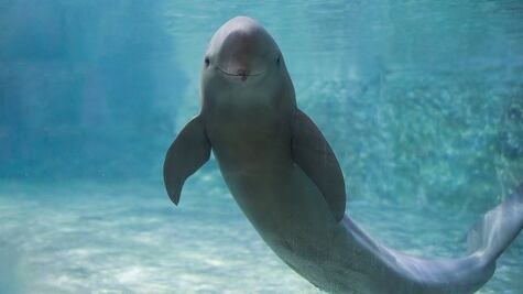 Día Internacional de la Vaquita Marina: ¿cuántos ejemplares quedan en el mundo?