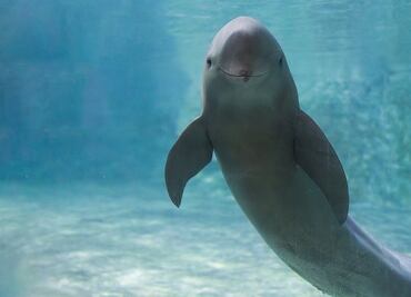 Día Internacional de la Vaquita Marina: ¿cuántos ejemplares quedan en el mundo?