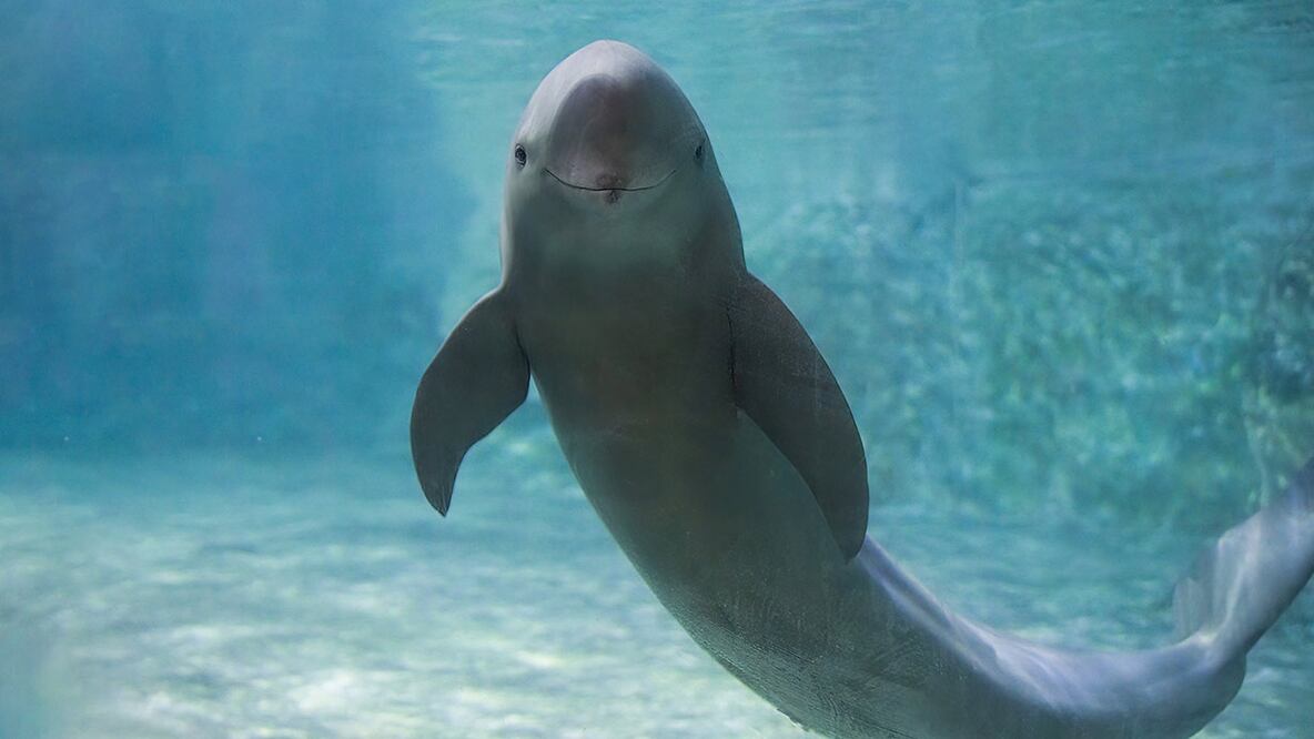 Vaquita marina. Foto: Especial