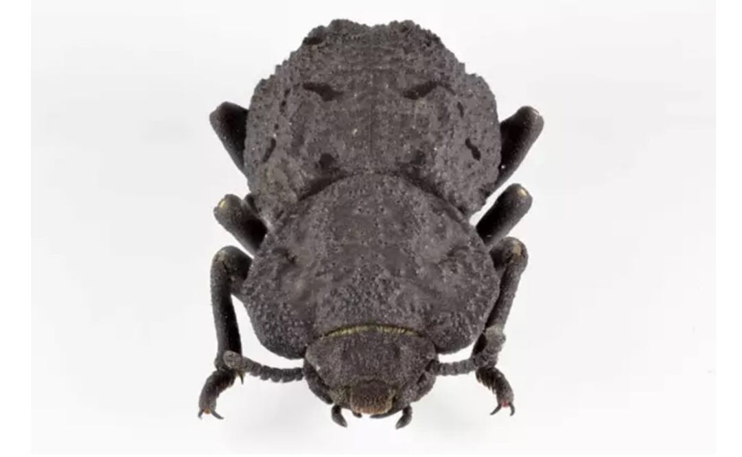 Foto: JESUS RIVERA / UCI - Archivo vía Europa Press