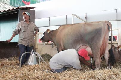 México, con derechos de nombres de quesos de UE