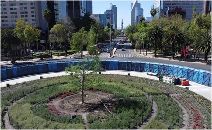 Autoridades de CDMX valoran retiro de vallas del ahuehuete de Paseo de la Reforma; “tiene salud favorable”, dice Brugada