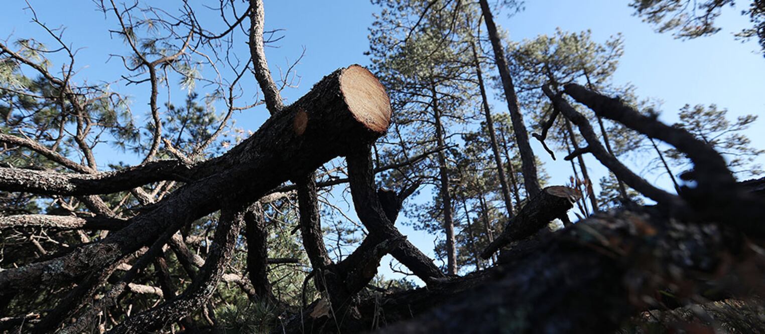 Narcotala. Desplazados del crimen organizado