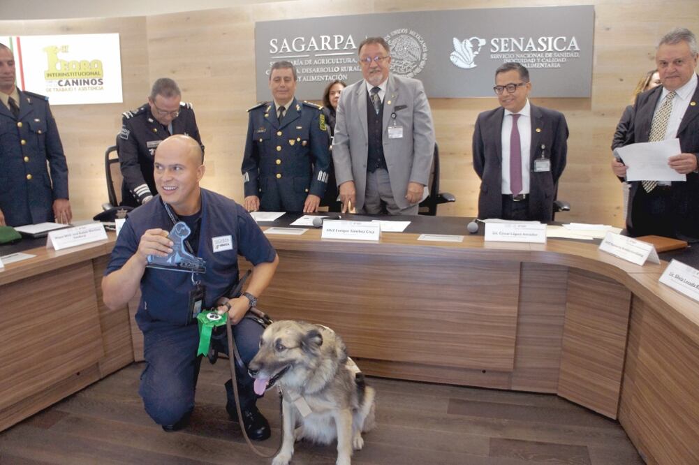 Los elementos son rescatados de albergues a los que acuden los expertos de la Escuela Canina para elegir animales que puedan detectar alimentos. Foto: CORTESÍA SAGARPA