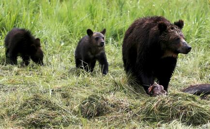 Gobierno de Trump autoriza usar "bombas de cianuro" contra animales salvajes
