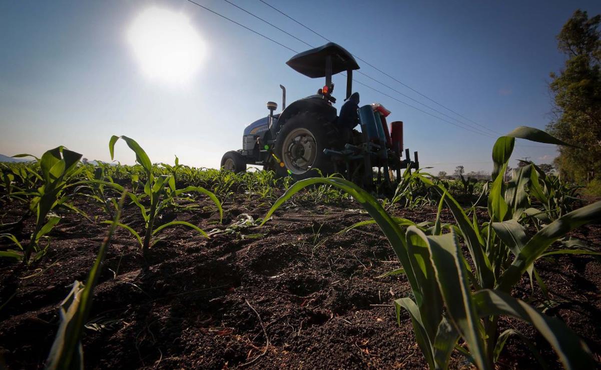 Agroecología, el reto de olvidar agroquímicos en cultivos de granos, frutos y hortalizas