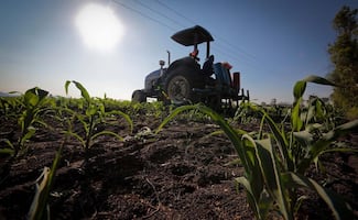 Agroecología, el reto de olvidar agroquímicos en cultivos de granos, frutos y hortalizas; productos incursionan en mercado internacional 