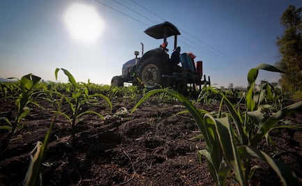 Agroecología, el reto de olvidar agroquímicos en cultivos de granos, frutos y hortalizas; productos incursionan en mercado internacional 