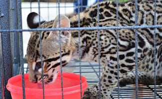 Va PT por prohibición absoluta de posesión de fauna silvestre como mascotas; pide garantizar bienestar animal