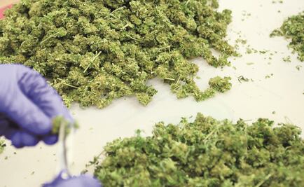 Senador del PT pide legalizar consumo de marihuana en todo el país