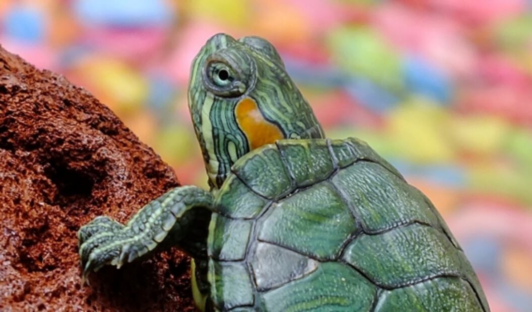 Dónde dejar a tu mascota, si sales de vacaciones