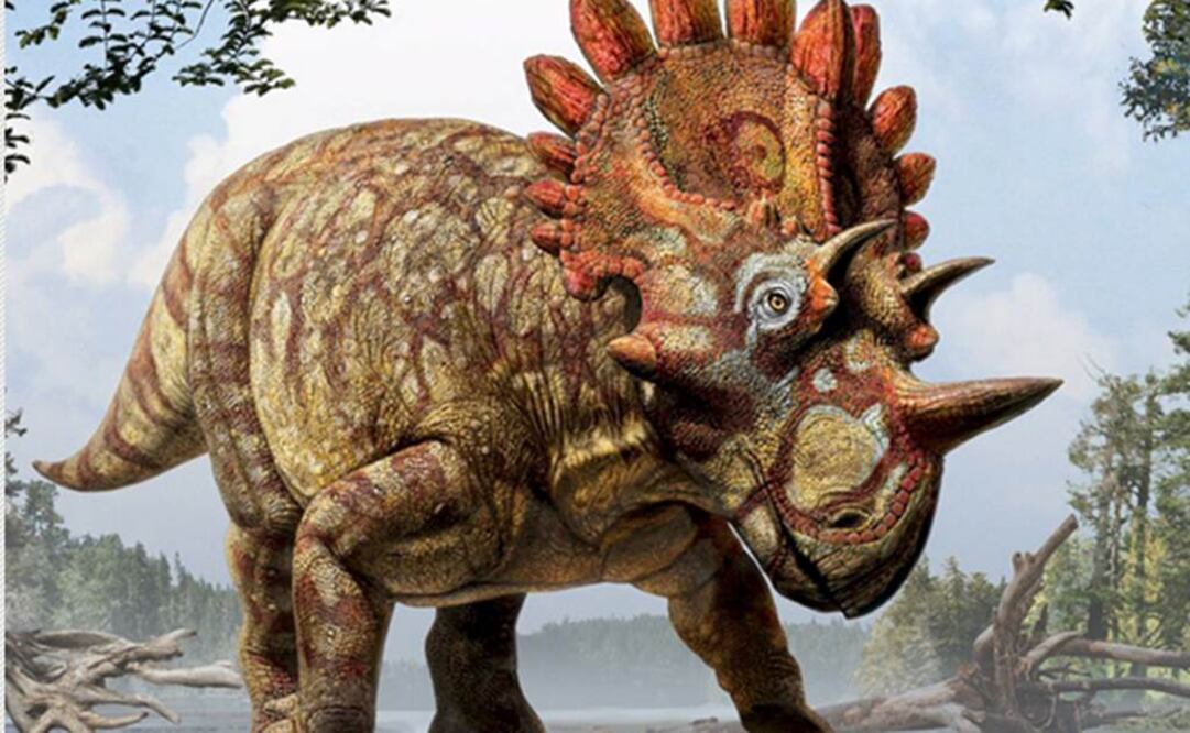 Lo que hacía inconfundible a este dinosaurio era el tamaño y el aspecto de sus cuernos faciales. Foto: REUTERS