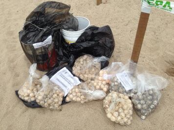 Aseguran 815 huevos de tortuga en Jalisco; hay 5 detenidos