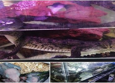 Rescatan en operativo a 67 animales en mercado de Venustiano Carranza; serían vendidos ilegalmente